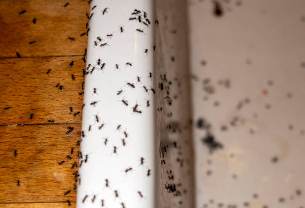 Pest Control Cost in Edgemont Park, MI